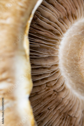 Macro Close Up of a Portobello Mushroom on Black Background