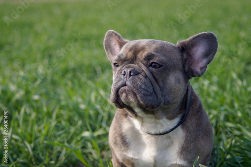 Young bulldog walks in the park on fresh grass and meditates © EKATERYNA