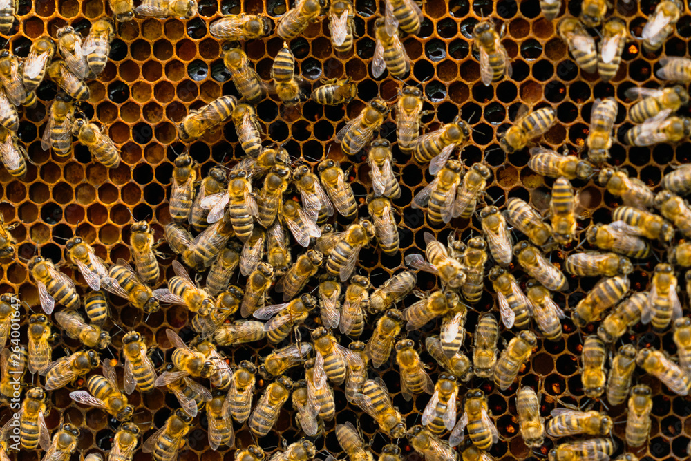 Close up view of the working bees on honey cells. Bees convert nectar into honey and close it in the honeycomb. Selective focus Close up view of the working bees on honey cells. Bees convert nectar into honey and close it in the honeycomb. Selective focus