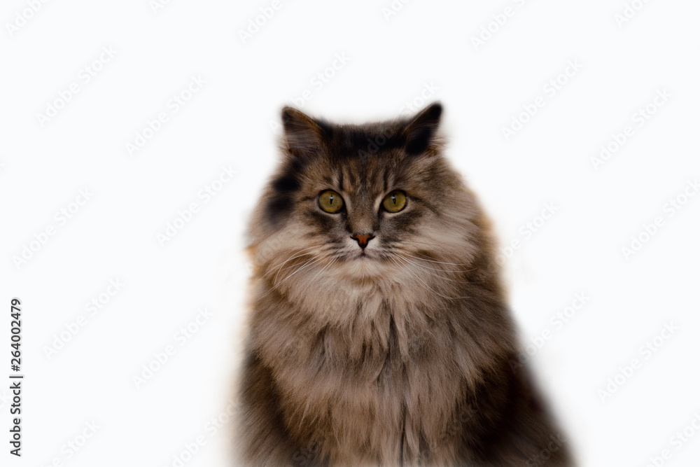Portrait of a fluffy gray cat. Whate background.