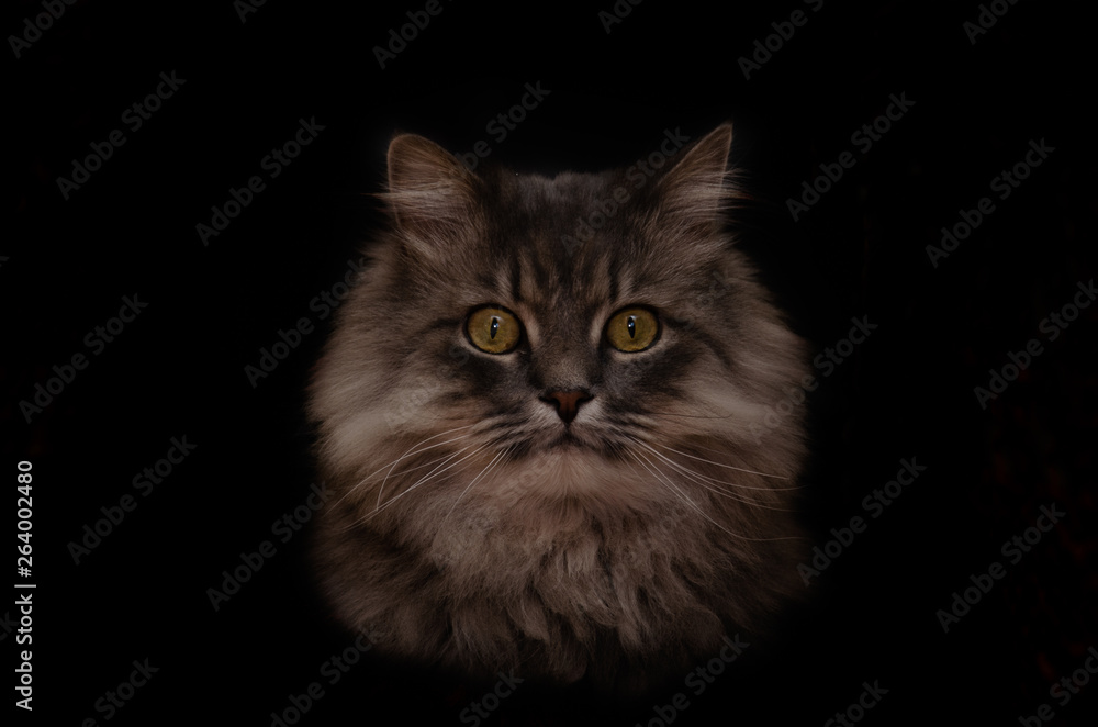 Portrait of a fluffy gray cat. Black background.