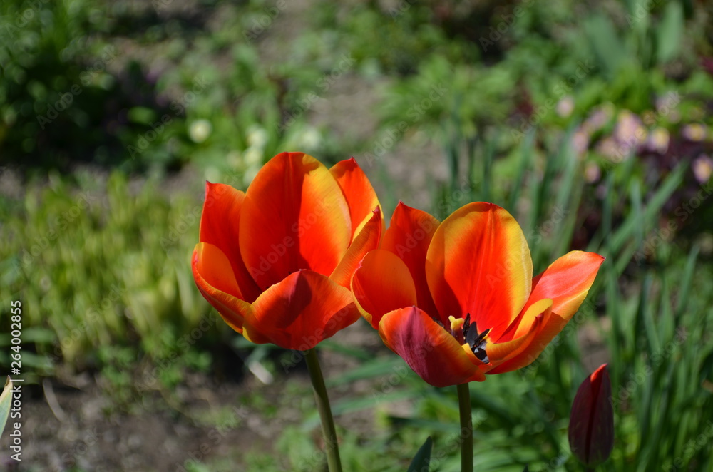 red tulip in the garden close up red tulip in the garden close up