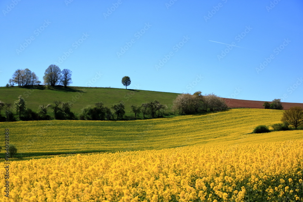 Obraz premium Blossoming rapeseed field in Saxony, Germany