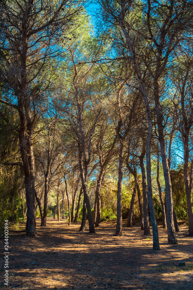 Pine forest on sunny day. Spanish forest landcape, summer holidays.