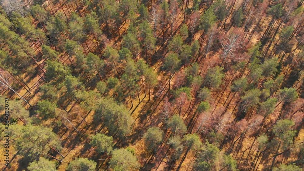 Aerial view of an forest fly over during summer with long shadows Aerial view of an forest fly over during summer with long shadows