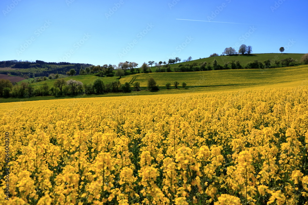 Blossoming rapeseed field in Saxony, Germany