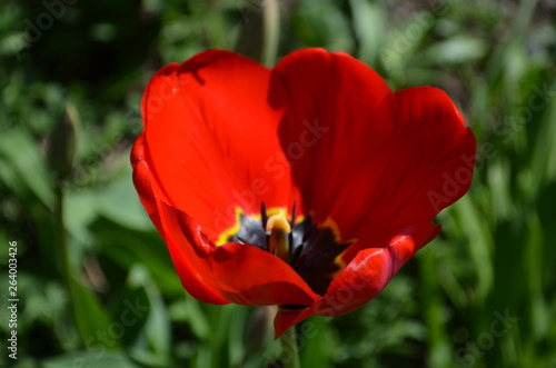 red tulip in the garden close up