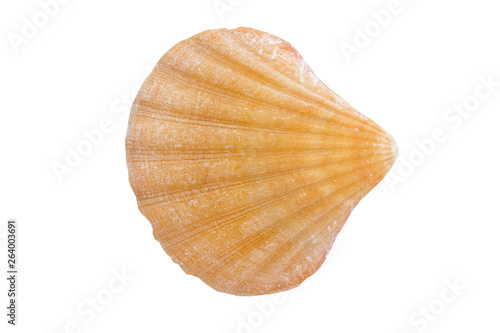sea shell, white background isolated