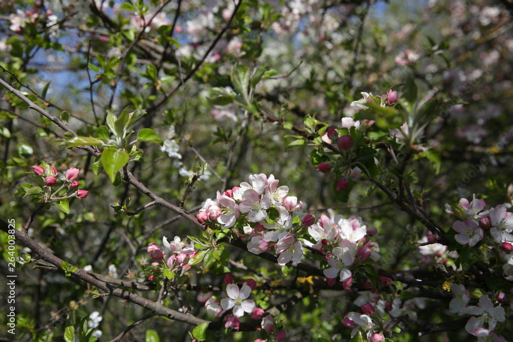blooming apple tree in spring in the garden blooming apple tree in spring in the garden