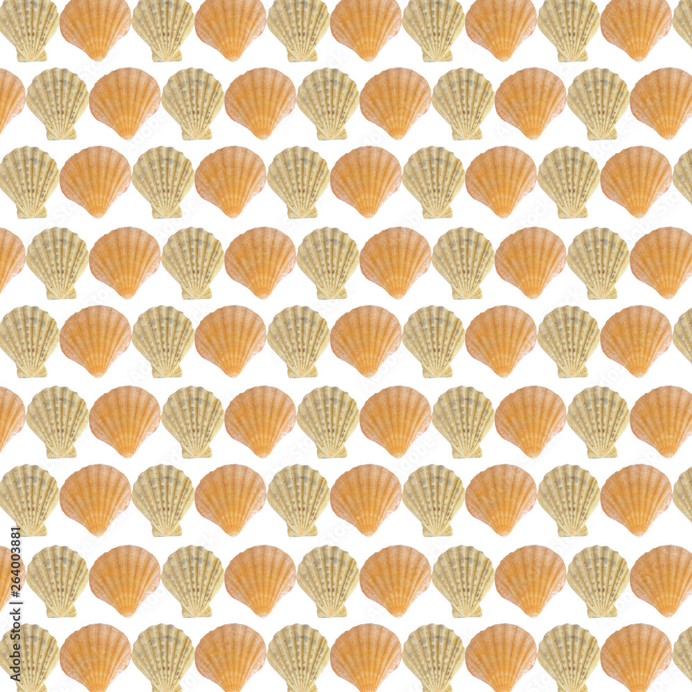 Fototapeta premium sea shells background isolated