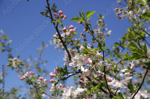 flowers of apple tree in spring