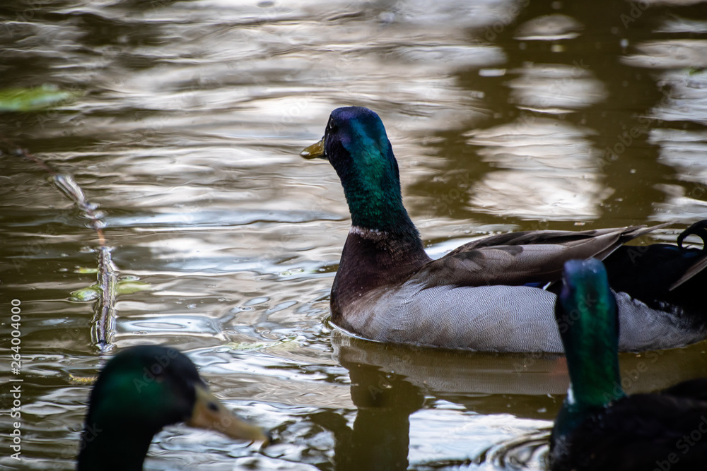 Obraz premium Mallard ducks (Anas platyrhynchos) or wild ducks by the small pond