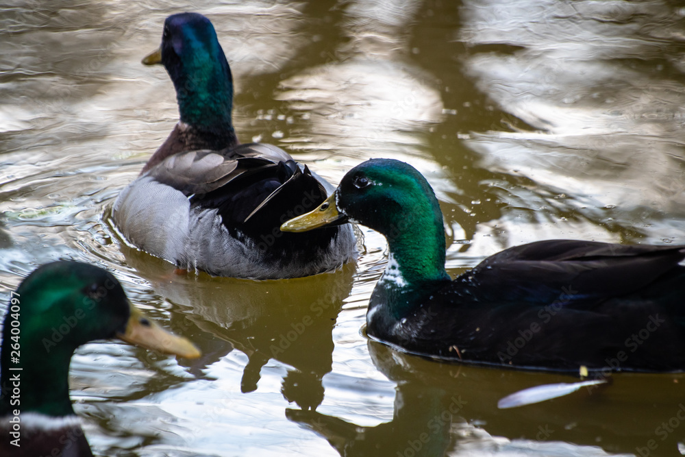 Obraz premium Mallard ducks (Anas platyrhynchos) or wild ducks by the small pond