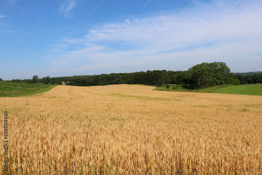 Field of ripe wheat.Rural landscape with ripe wheat field on a foreground. Beautiful summer countryside nature background, Wisconsin, Midwest USA. Agriculture, agronomy, farming and harvest concept.