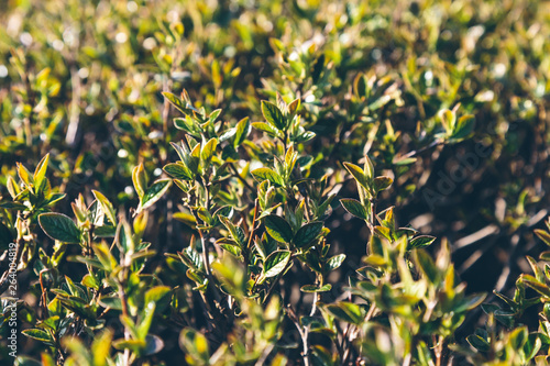 Wallpaper Mural swollen buds on the branches Torontodigital.ca