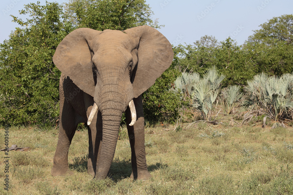 Obraz premium Słoń afrykański / słoń afrykański / Loxodonta africana