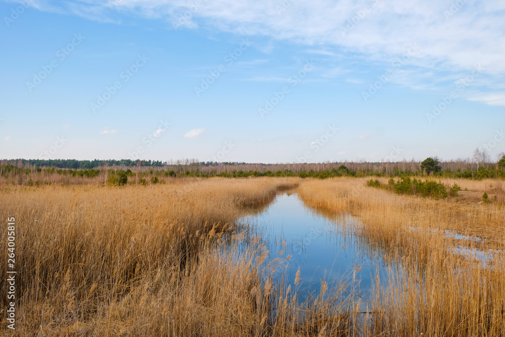 Wetland area in spring in Ukraine.