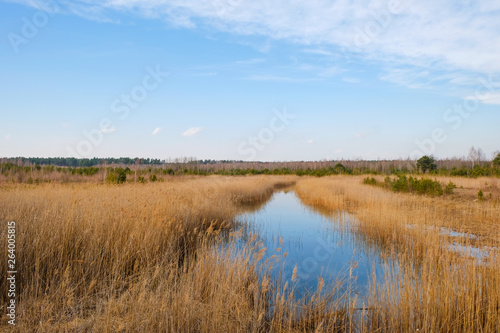 Wetland area in spring in Ukraine.