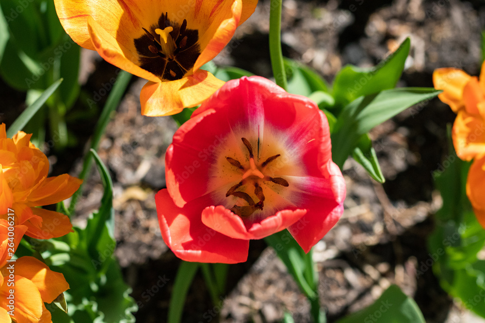 Spring Flowers Spring Flowers