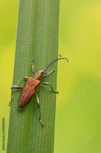 Leaf Beetle sp., Donacia sp., in Czech Republic photo