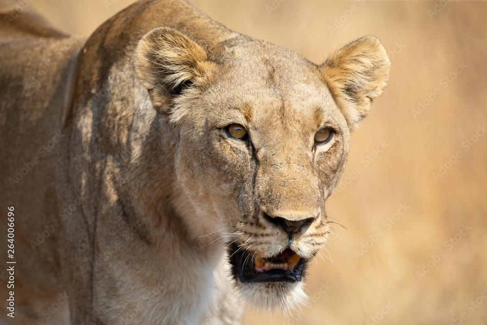 Lone lioness walking through dry brown grass hunt for food Lone lioness walking through dry brown grass hunt for food