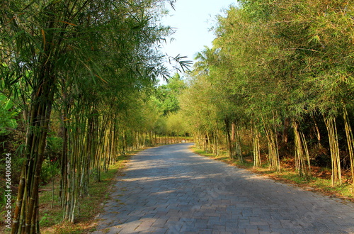 Empty road from paving stones through a bamboo alley on a hot summer day. Background for design postcard or poster with copy space