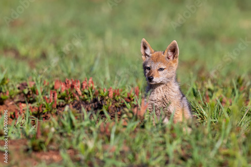 Wallpaper Mural Lone Black Backed Jackal pup sitting in short green grass explore the world Torontodigital.ca
