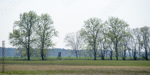 Baumreihe mit Hochstand auf Feld vor blauem Himmel photo