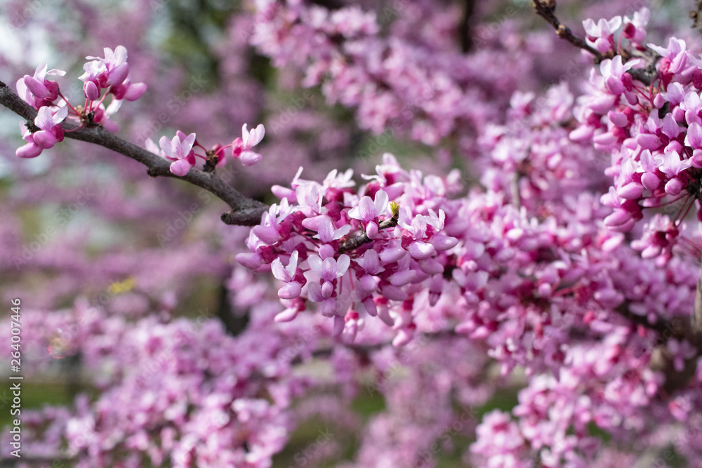 Spring Flowers Spring Flowers