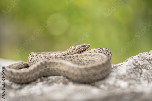 Smooth snake, Coronella austriaca, in Czech Republic