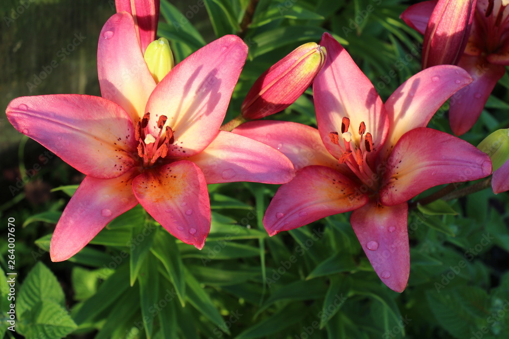 lily flower lily flower