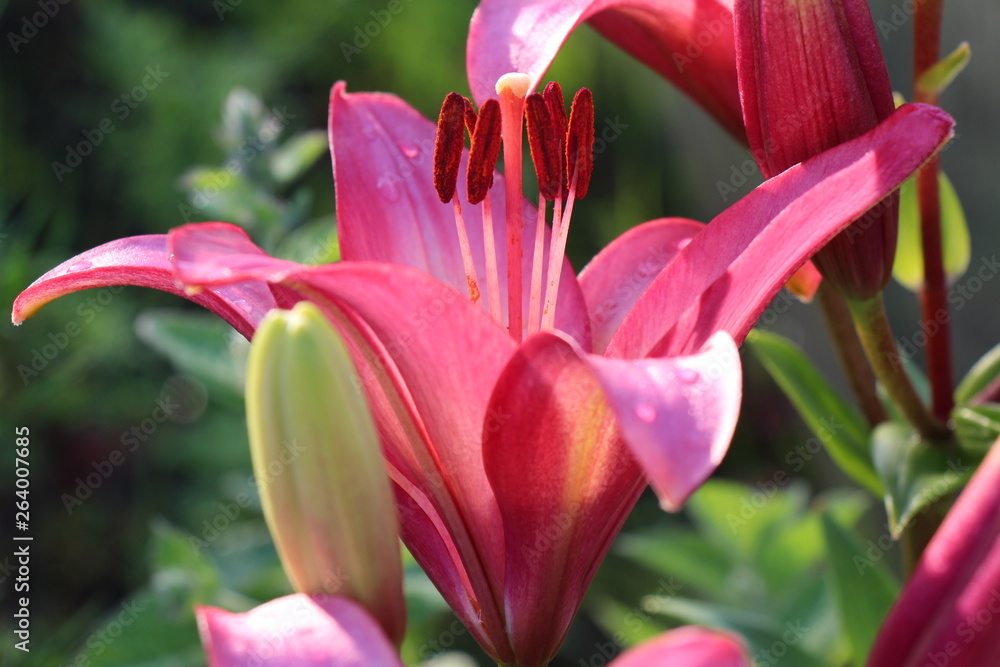 Obraz premium lily flower