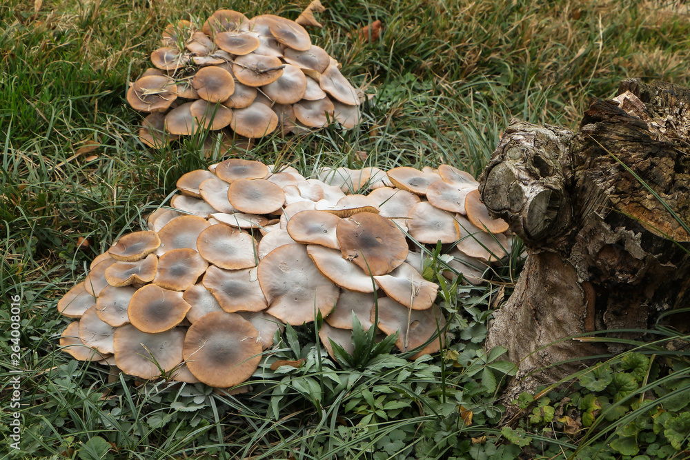 Fototapeta premium Pilz Winterrübling, Flammulina velutipes