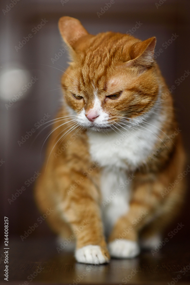 Pensive amazing red cat close-up.