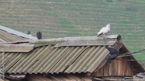 Pigeons on the slate old roof of the house in the rain