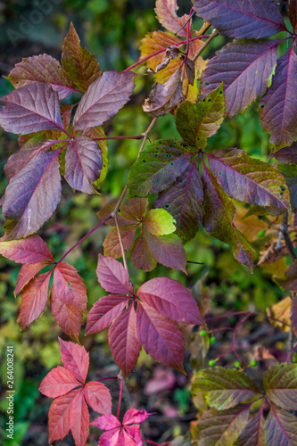 Beautiful autumn background of plant  Virginia creeper.