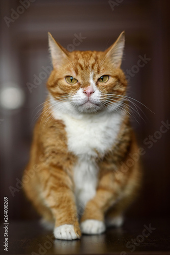 Pensive amazing red cat close-up.