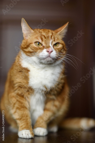 Pensive amazing red cat close-up.