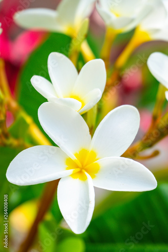 Plumeria Frangipani Flowers in Bloom