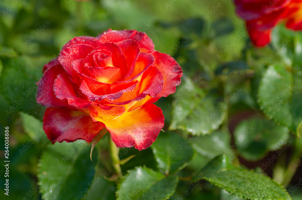 Tea and hybrid roses of a grade of High Society. Favorite flowers. Very beautiful rose with dew drops. Close-up. Tea and hybrid roses of a grade of High Society. Favorite flowers. Very beautiful rose with dew drops. Close-up.