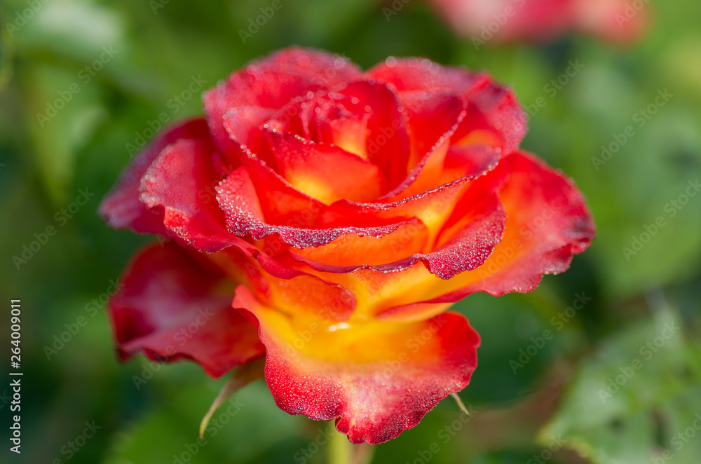 Tea and hybrid roses of a grade of High Society. Favorite flowers. Very beautiful rose with dew drops. Close-up. Tea and hybrid roses of a grade of High Society. Favorite flowers. Very beautiful rose with dew drops. Close-up.
