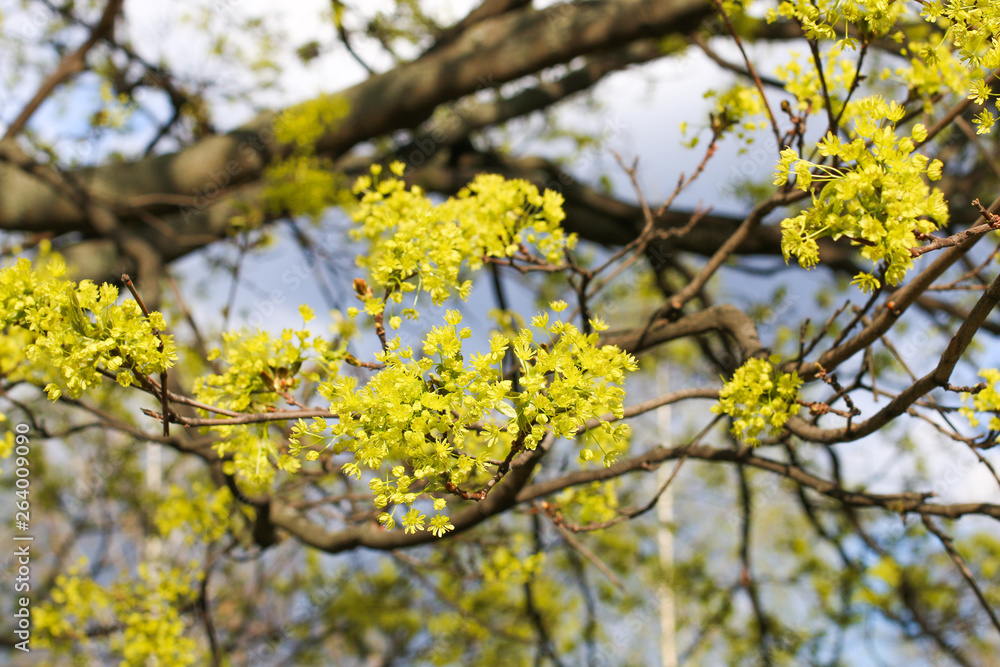 branch of a green blossoming tree in spring branch of a green blossoming tree in spring