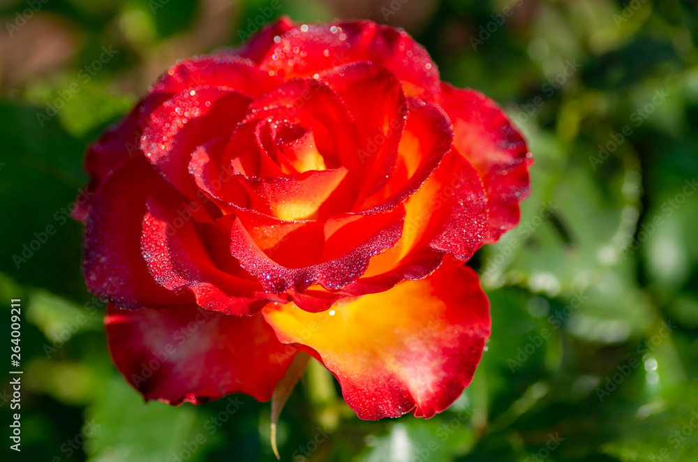 Tea and hybrid roses of a grade of High Society. Favorite flowers. Very beautiful rose with dew drops. Close-up. Tea and hybrid roses of a grade of High Society. Favorite flowers. Very beautiful rose with dew drops. Close-up.