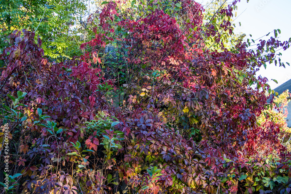 Obraz premium Beautiful autumn background of plant Virginia creeper.