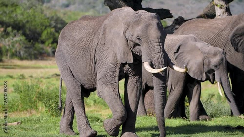 Large African elephant walking and eating with family of elephants on the plains of Africa. 
