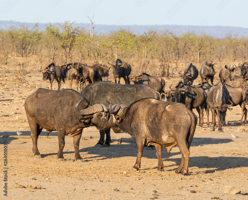 Cape Buffalo