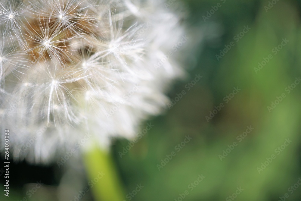 Obraz premium dandelion blowball on a green meadow closeup
