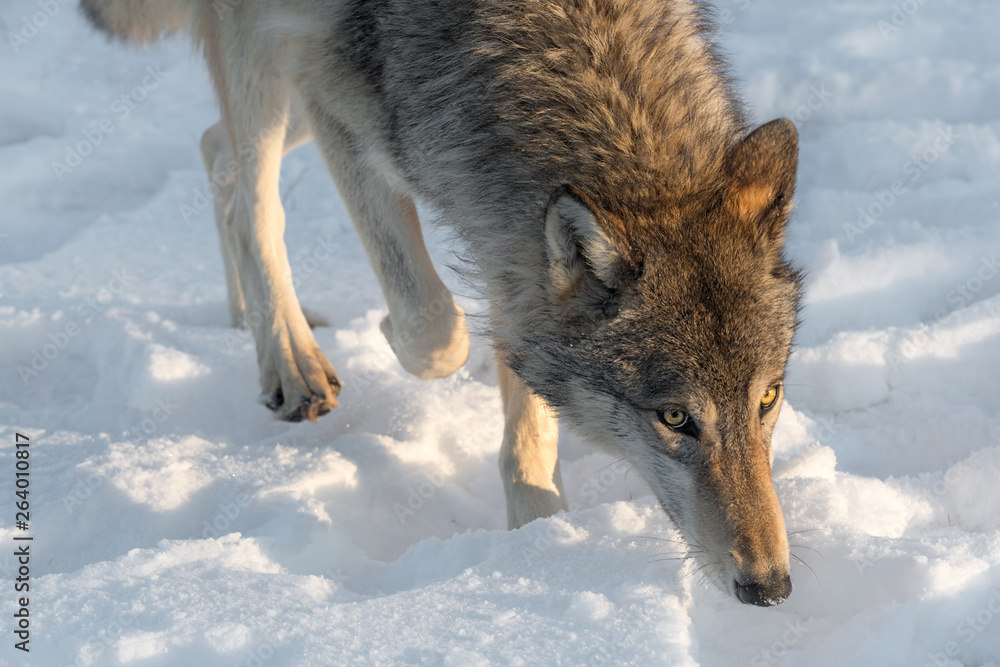Grey Wolf (Canis lupus) Walks Forward Winter