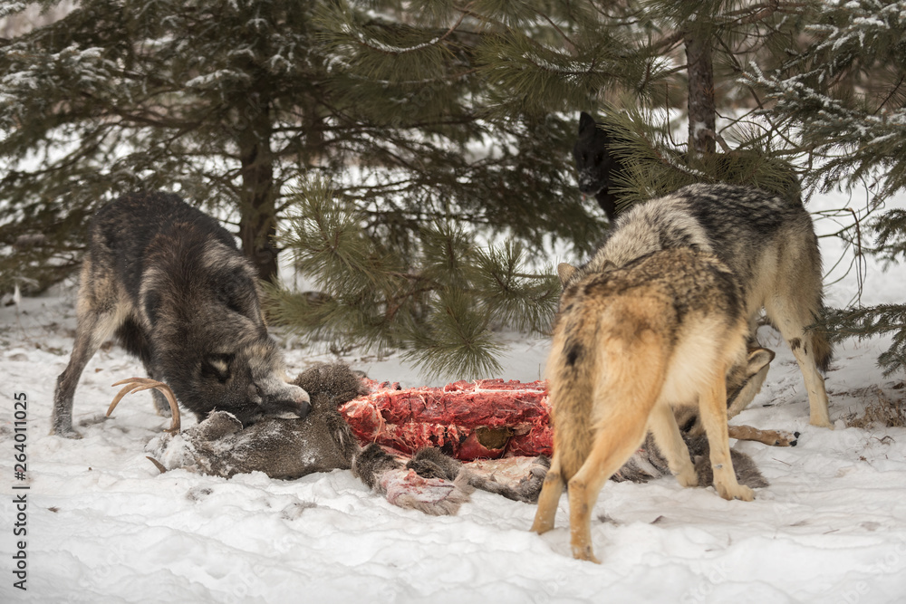 Naklejka premium Pack of Grey Wolves (Canis lupus) at Deer Carcass Winter
