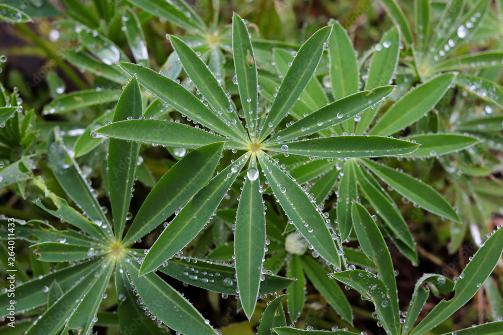 Lupin Perennials After Rain, Leaves Only Lupin Perennials After Rain, Leaves Only
